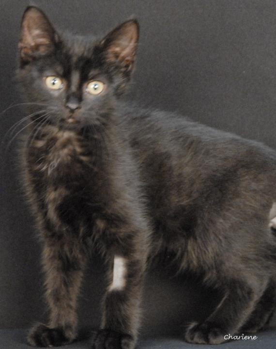 Enlarge Bookmark, a Adoptable Domestic Short Hair in Newland, NC image 1/1