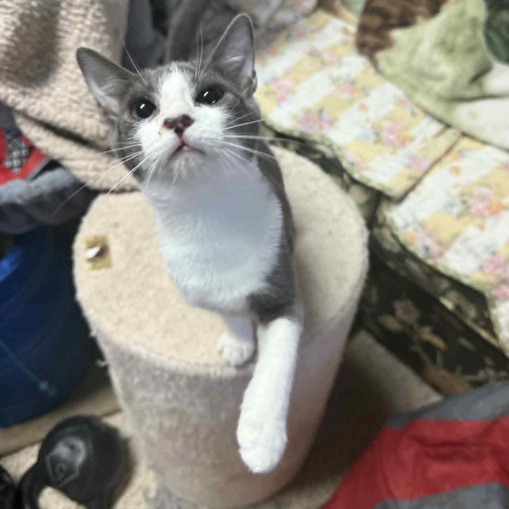 Enlarge Orca, a Adoptable Domestic Short Hair in Kinston, NC image 1/6