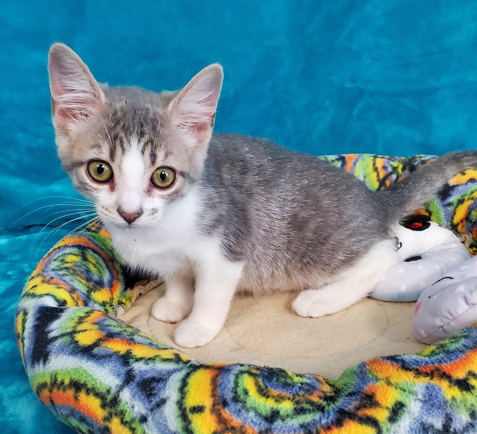 Bria, Adoptable, Young Female Domestic Short Hair.