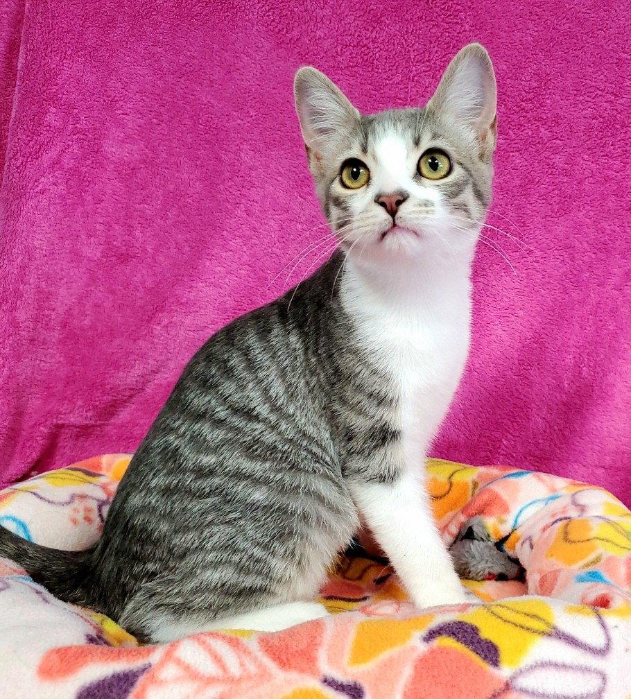 Enlarge Bria, a Adoptable Domestic Short Hair in Greenville, IL image 2/2