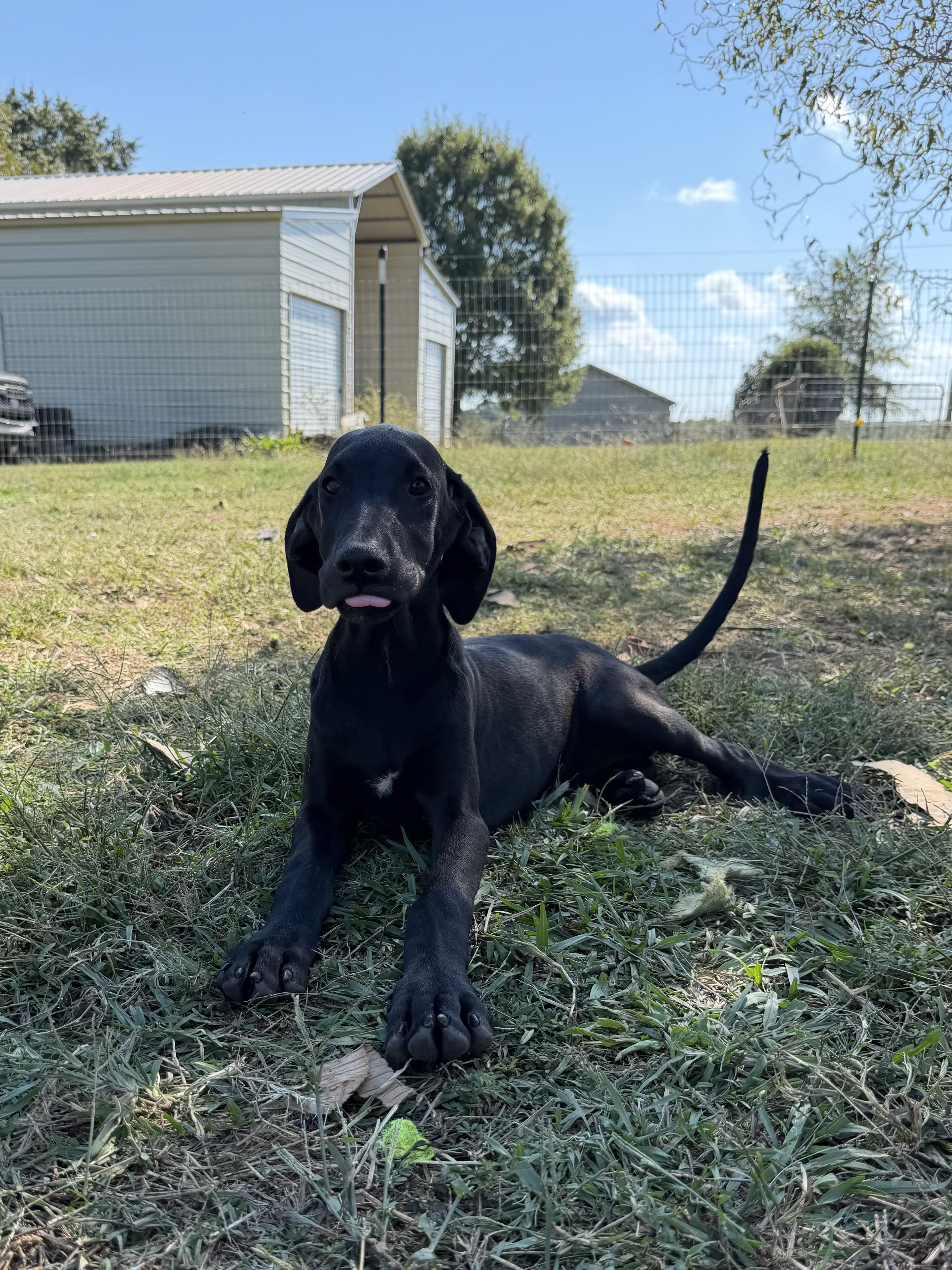 Enlarge Girl 1, a Adoptable mixed breed in Williamston, SC image 1/1