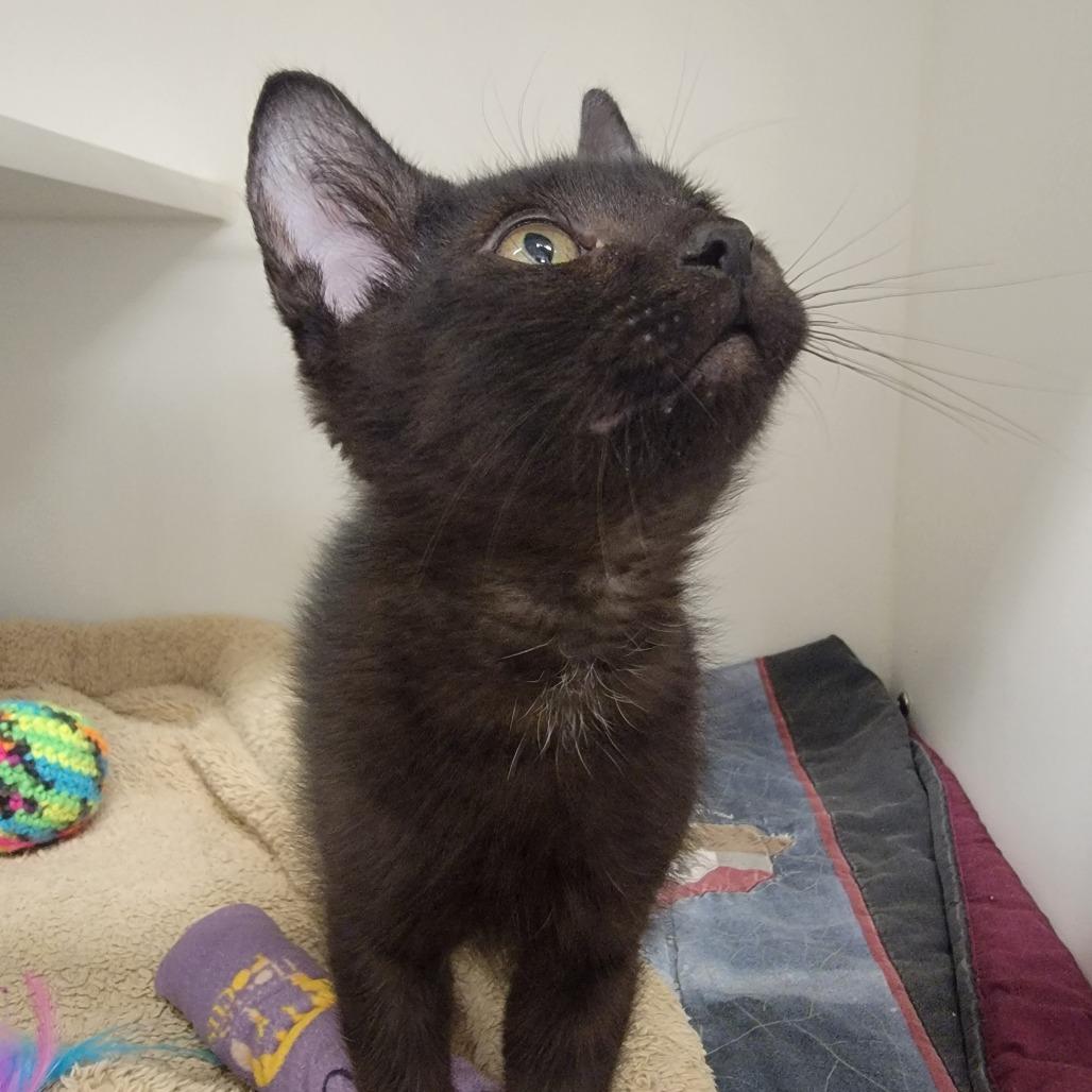 A Void, Adoptable, Kitten Male Domestic Short Hair.