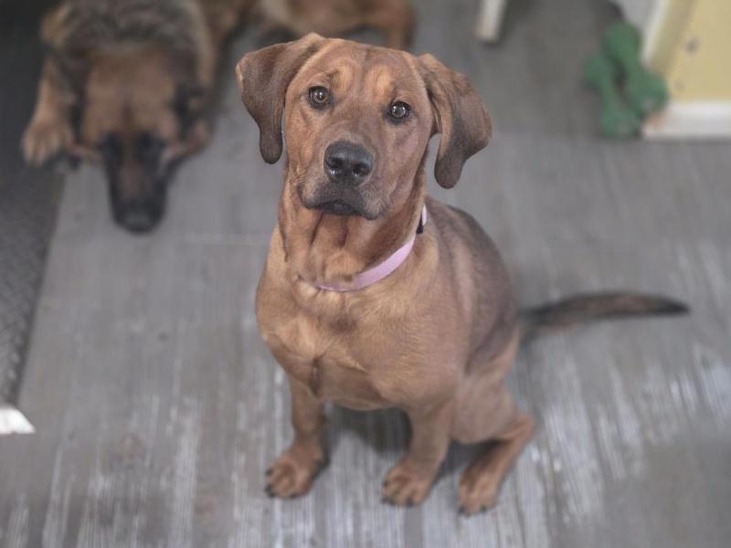 Paris, a ADOPTABLE mixed breed in Bancroft, ON image 4/4