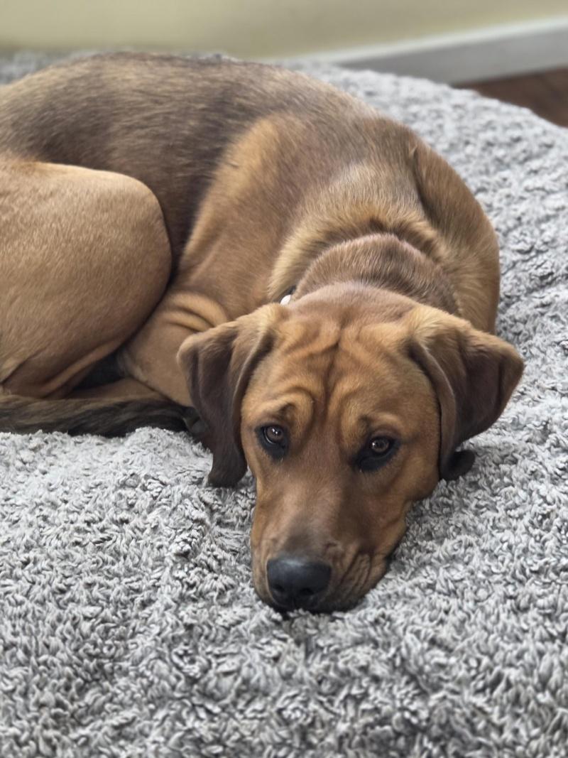 Paris, a ADOPTABLE mixed breed in Bancroft, ON image 3/4