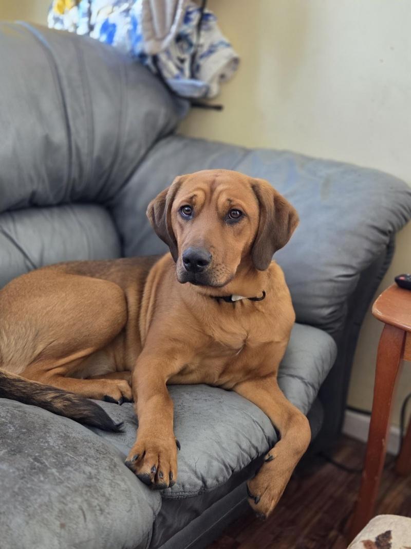 Paris, ADOPTABLE, Young Female Mastiff & Hound.