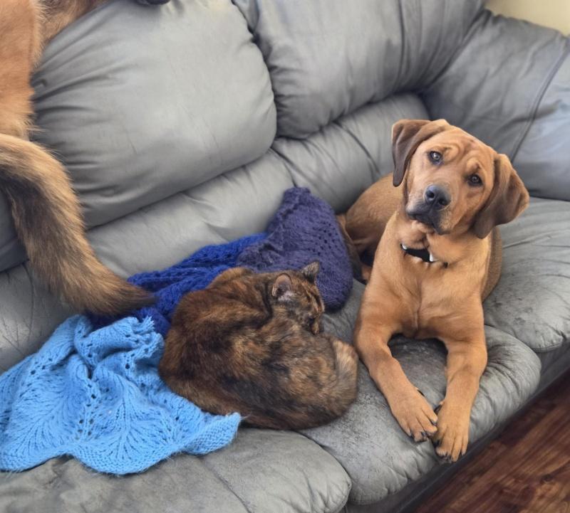 Paris, a ADOPTABLE mixed breed in Bancroft, ON image 2/4