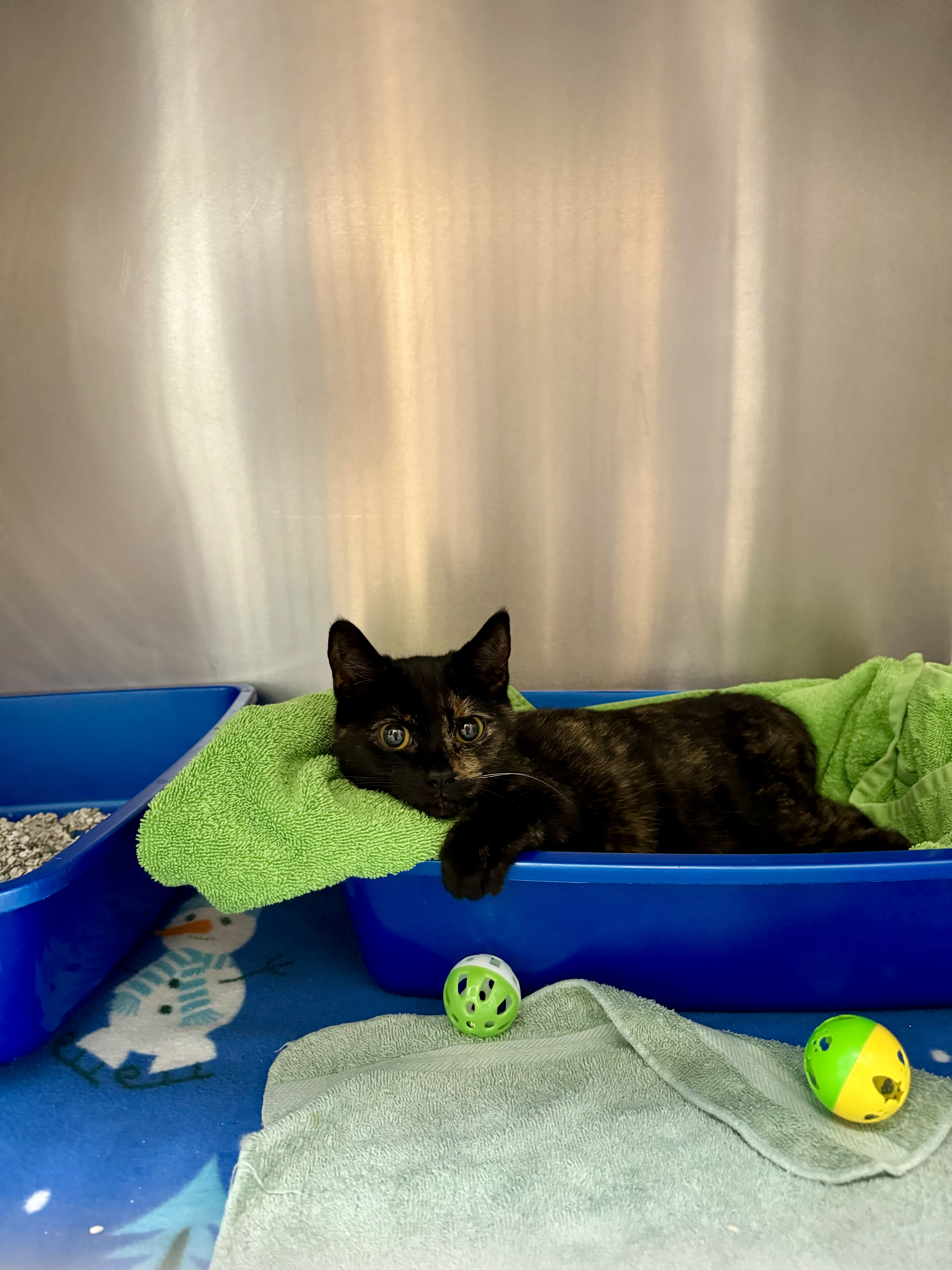 Pixie, a Adopted Domestic Short Hair in St. Clair Shores, MI image 3/5