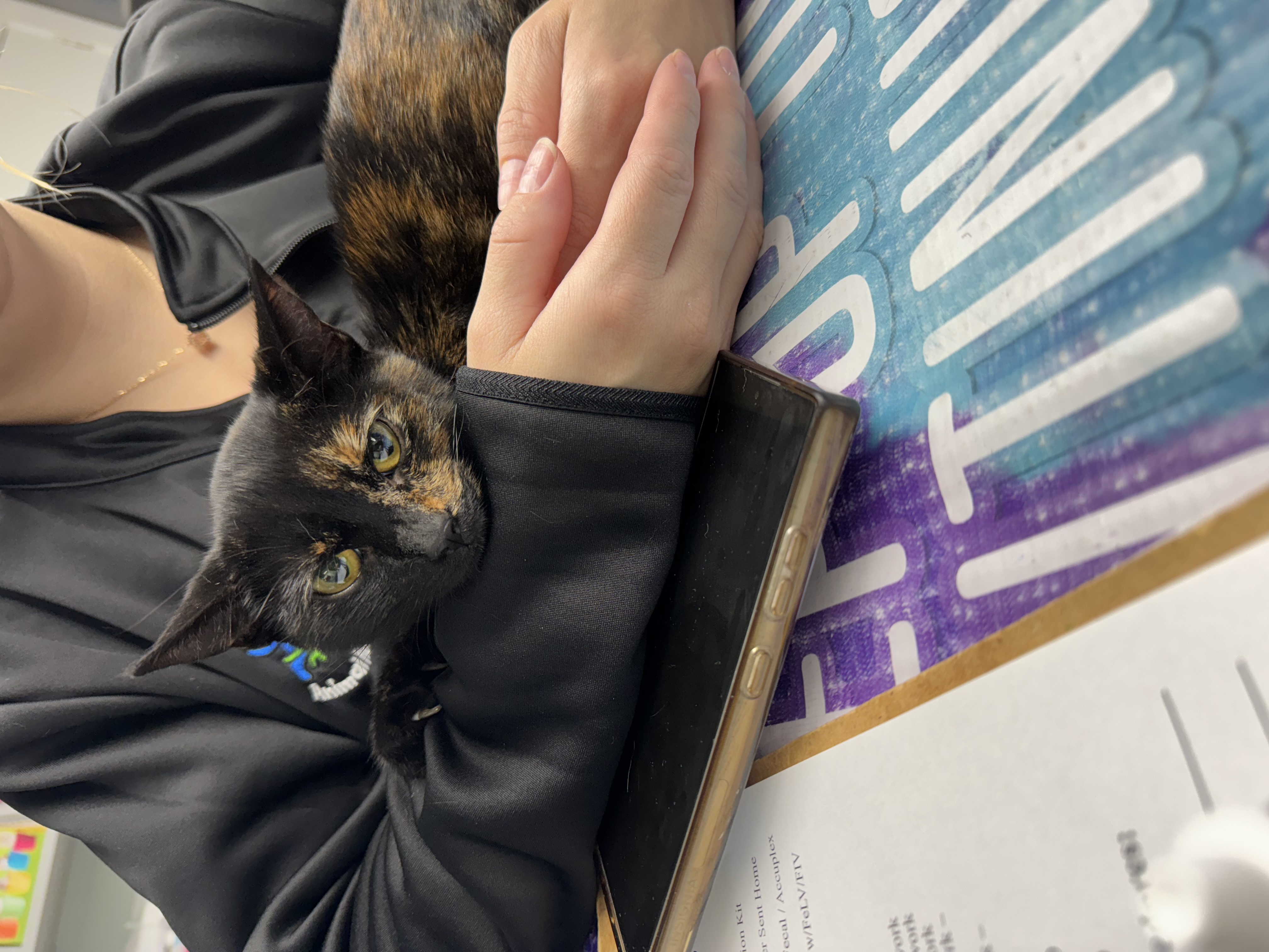 Pixie, a Adopted Domestic Short Hair in St. Clair Shores, MI image 2/5