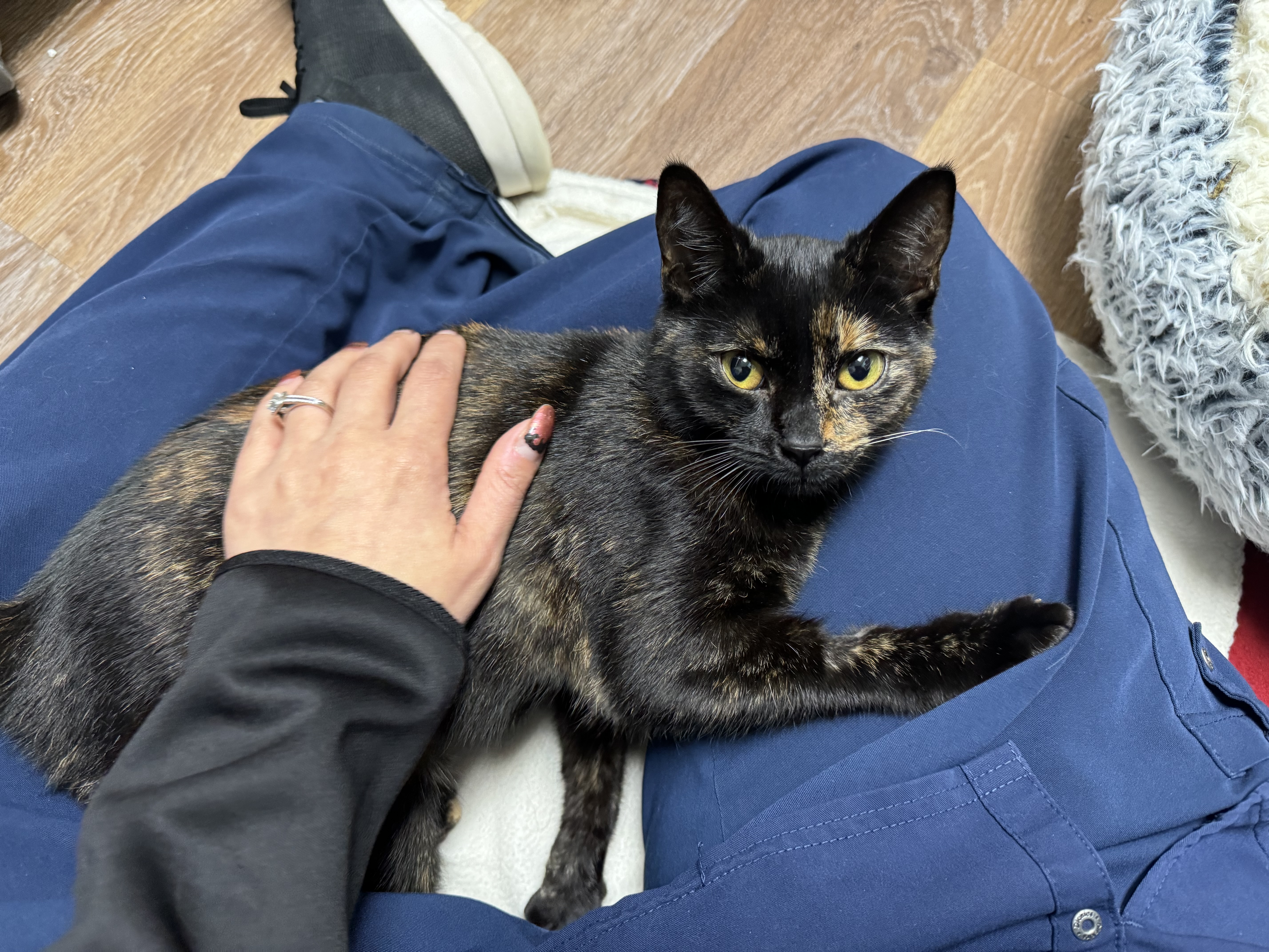 Pixie, a Adopted Domestic Short Hair in St. Clair Shores, MI image 4/5