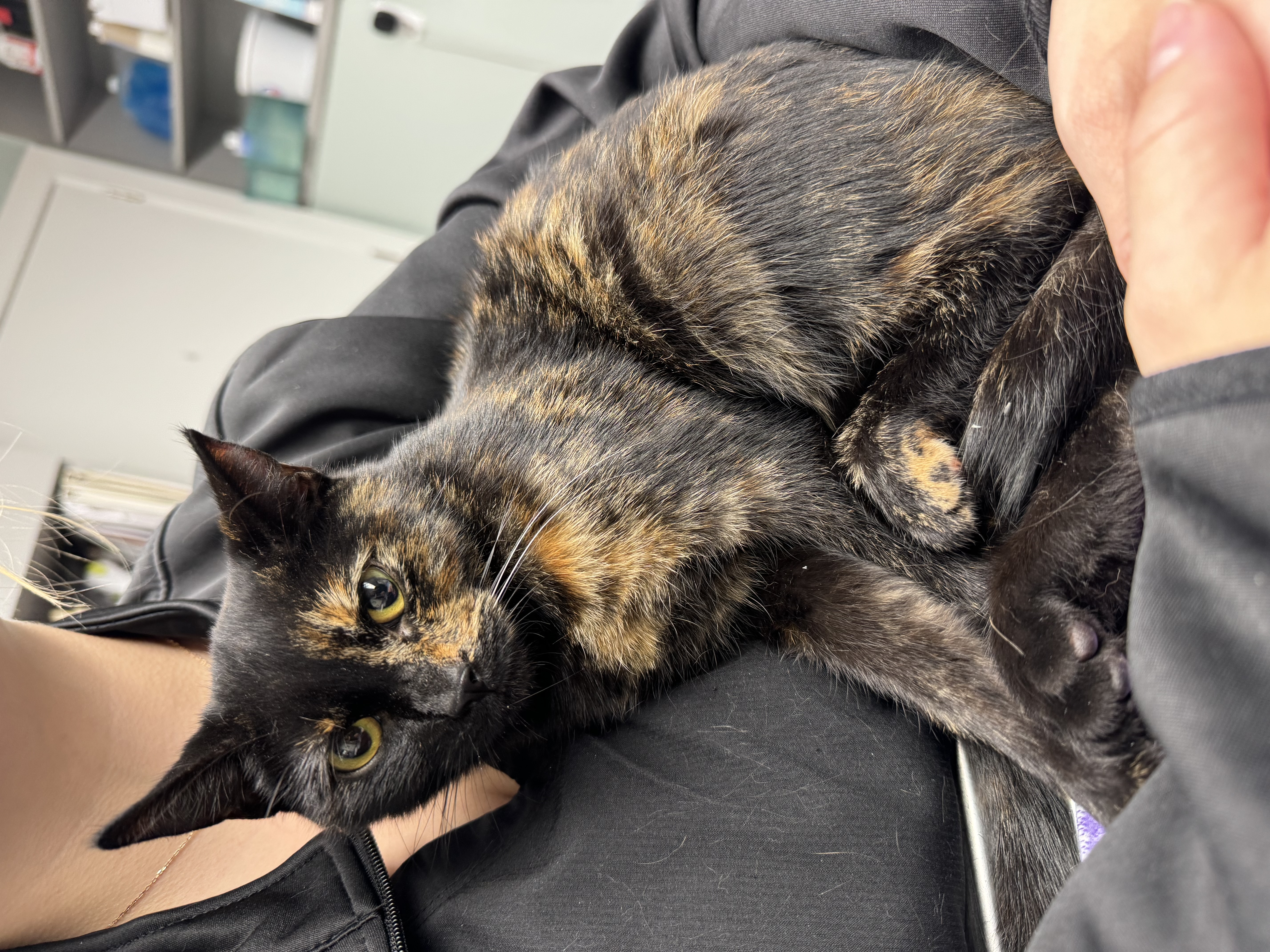 Pixie, a Adopted Domestic Short Hair in St. Clair Shores, MI image 1/5