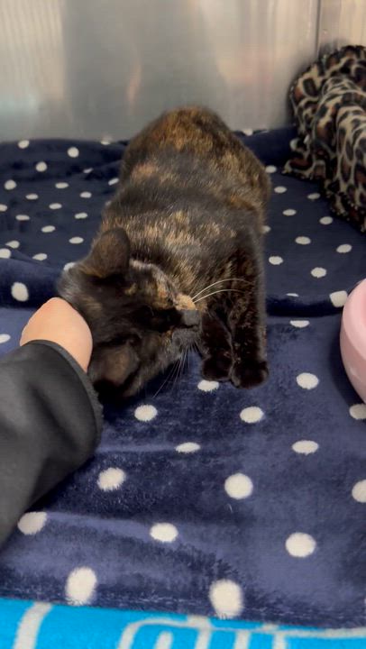 Enlarge Pixie, a Adopted Domestic Short Hair in St. Clair Shores, MI video 5/5