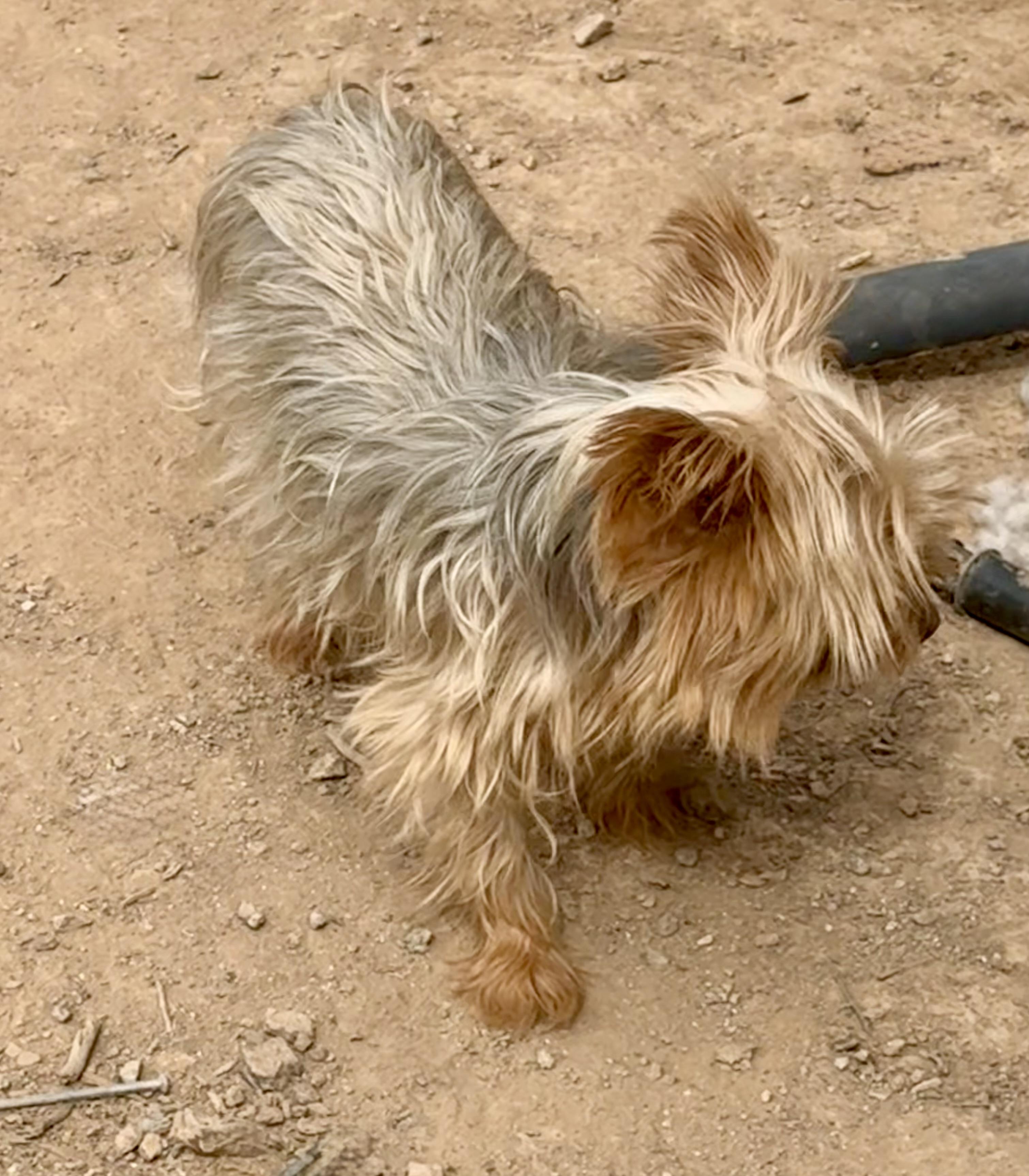 Enlarge Paris, a Adoptable Yorkshire Terrier in Tucson, AZ image 1/3