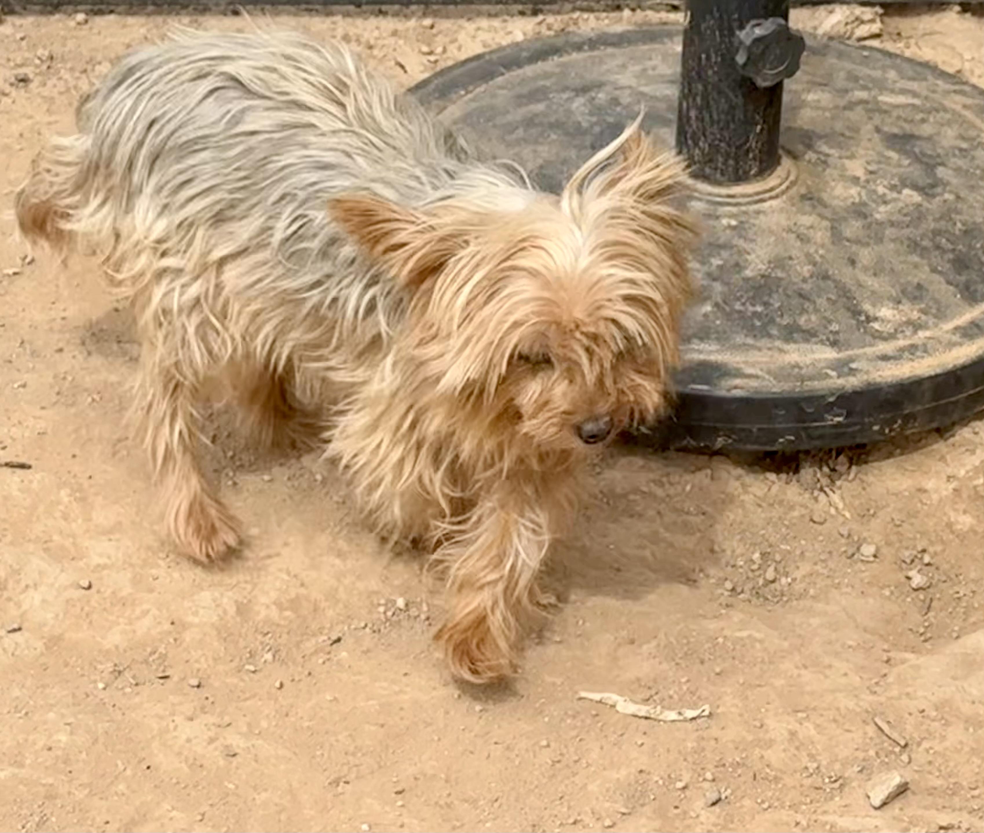 Enlarge Paris, a Adoptable Yorkshire Terrier in Tucson, AZ image 2/3