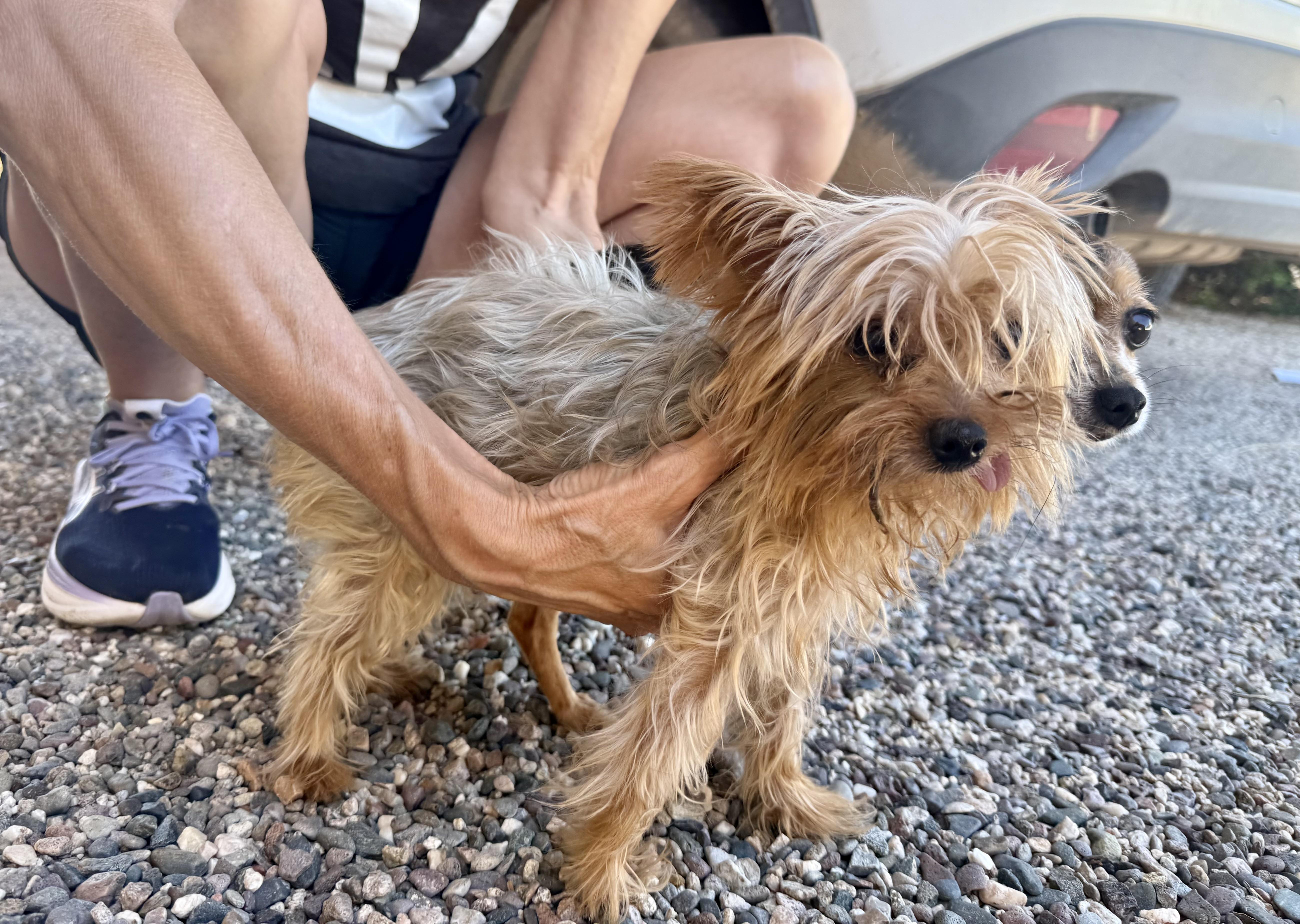 Enlarge Paris, a Adoptable Yorkshire Terrier in Tucson, AZ image 3/3