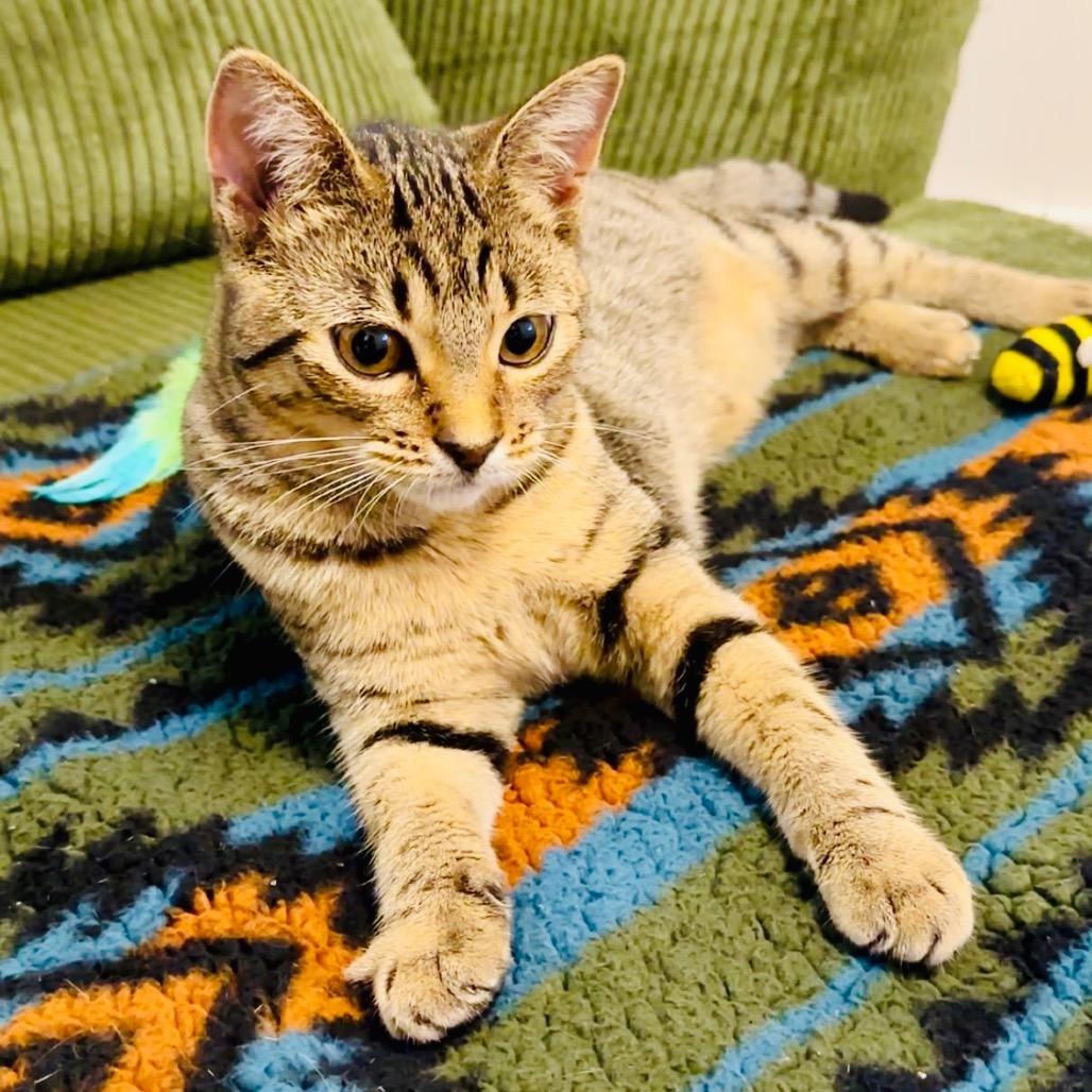 Gamora, Adoptable, Young Female Domestic Short Hair.