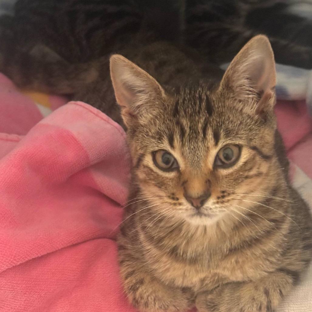 Gamora, Adoptable, Kitten Female Domestic Short Hair.