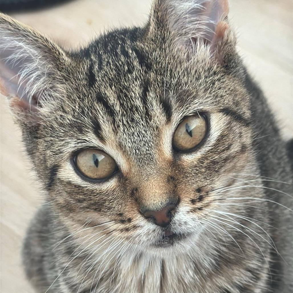 Enlarge Gamora, a Adoptable Domestic Short Hair in Ponte Vedra Beach, FL image 2/3