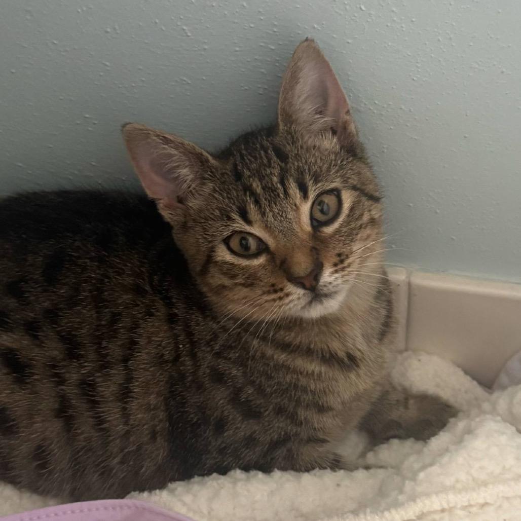 Enlarge Gamora, a Adoptable Domestic Short Hair in Ponte Vedra Beach, FL image 3/3