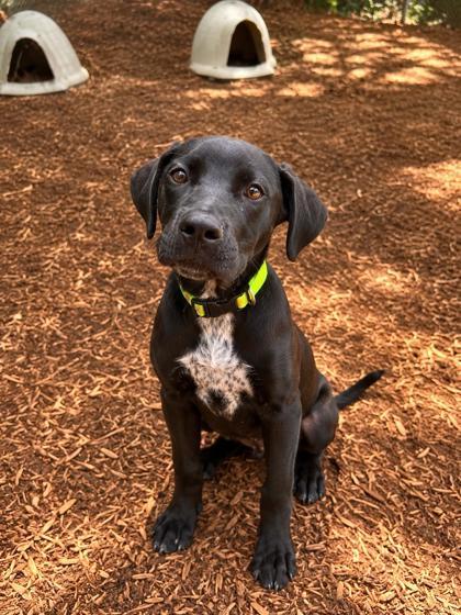 Enlarge Venli, a Adoptable mixed breed in Cumming, GA image 1/3