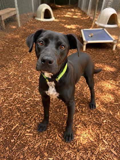 Enlarge Venli, a Adoptable mixed breed in Cumming, GA image 2/3
