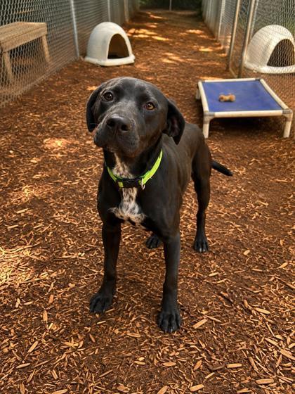 Enlarge Venli, a Adoptable mixed breed in Cumming, GA image 3/3