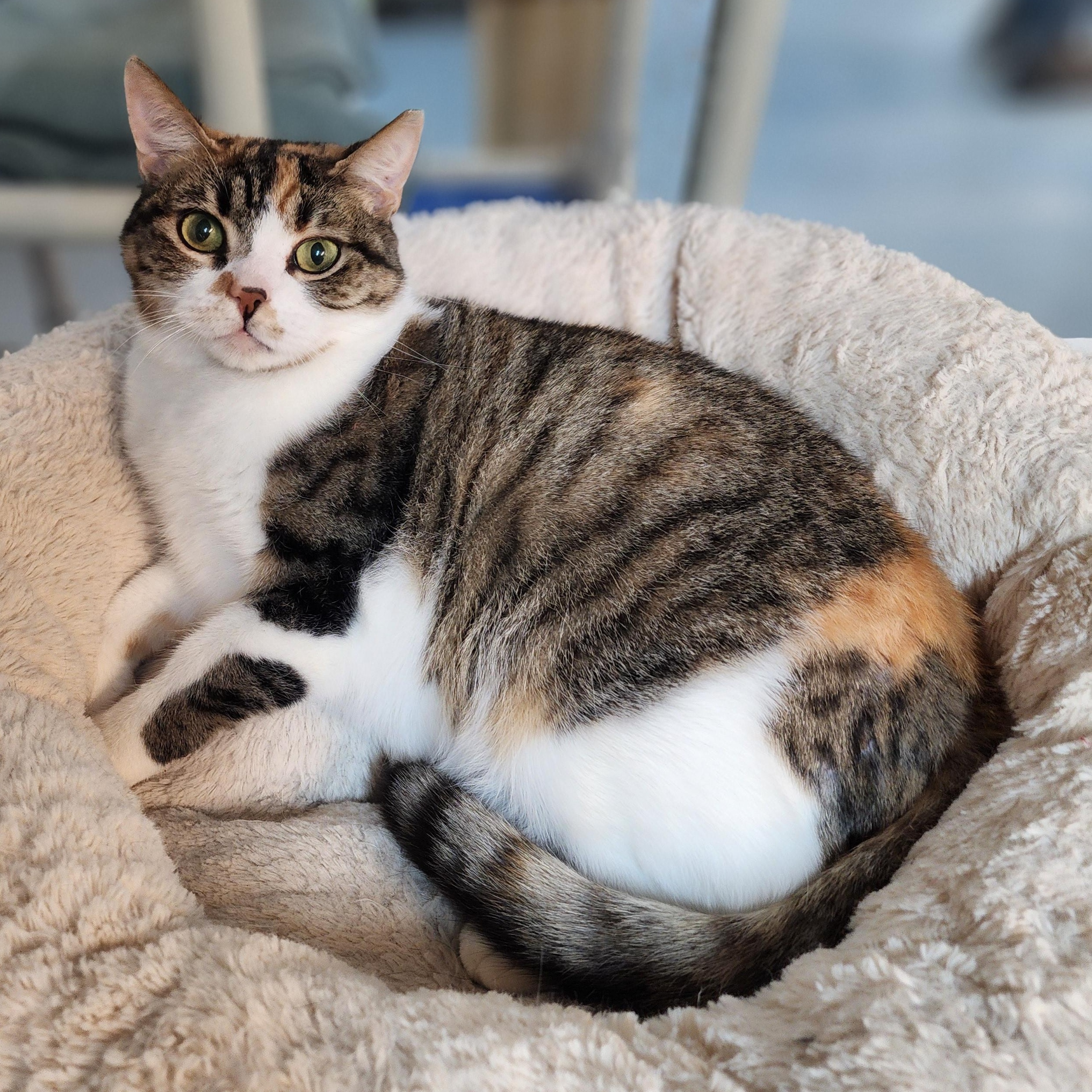 Enlarge Shelly, a Adoptable mixed breed in Greensboro, NC image 1/5