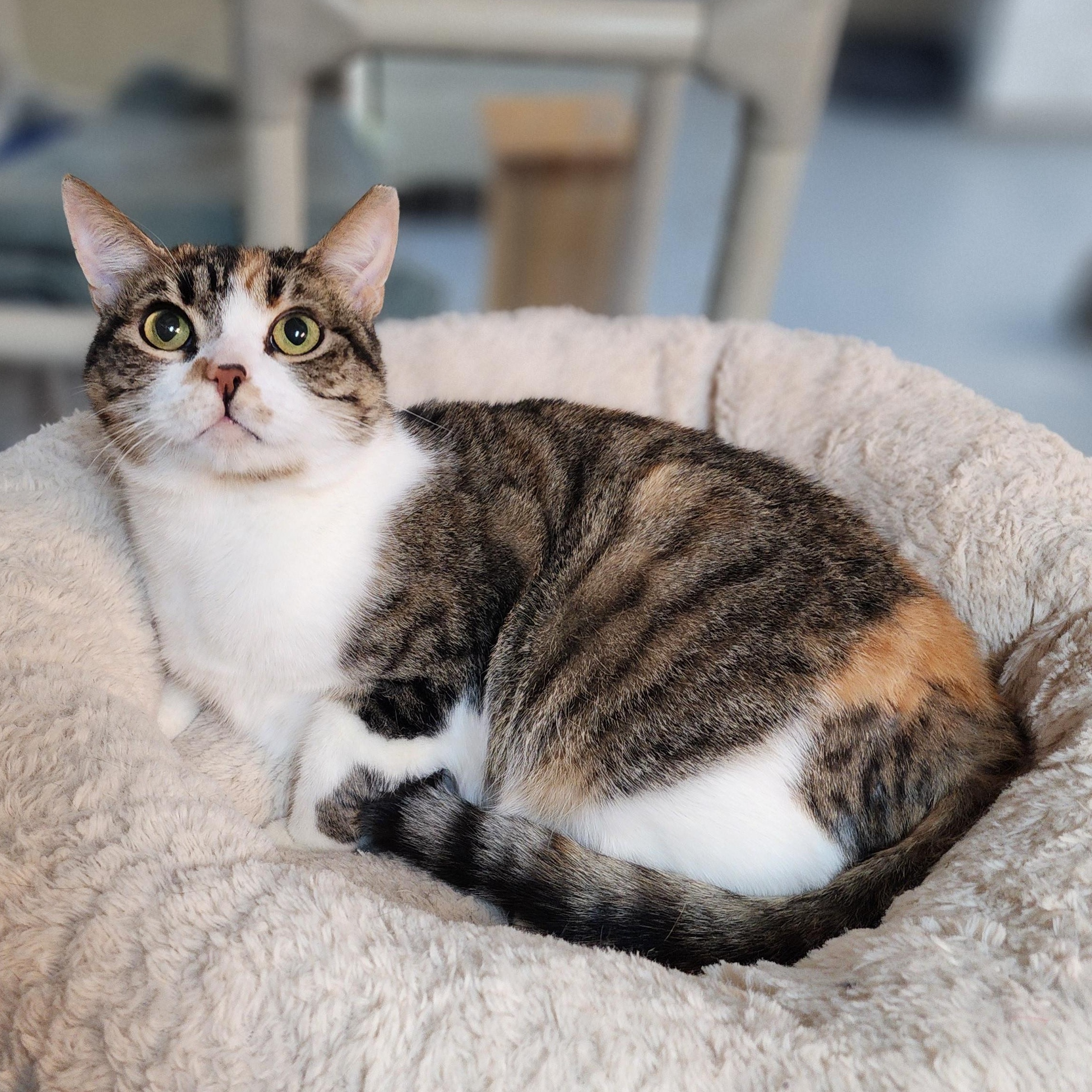 Enlarge Shelly, a Adoptable mixed breed in Greensboro, NC image 2/5