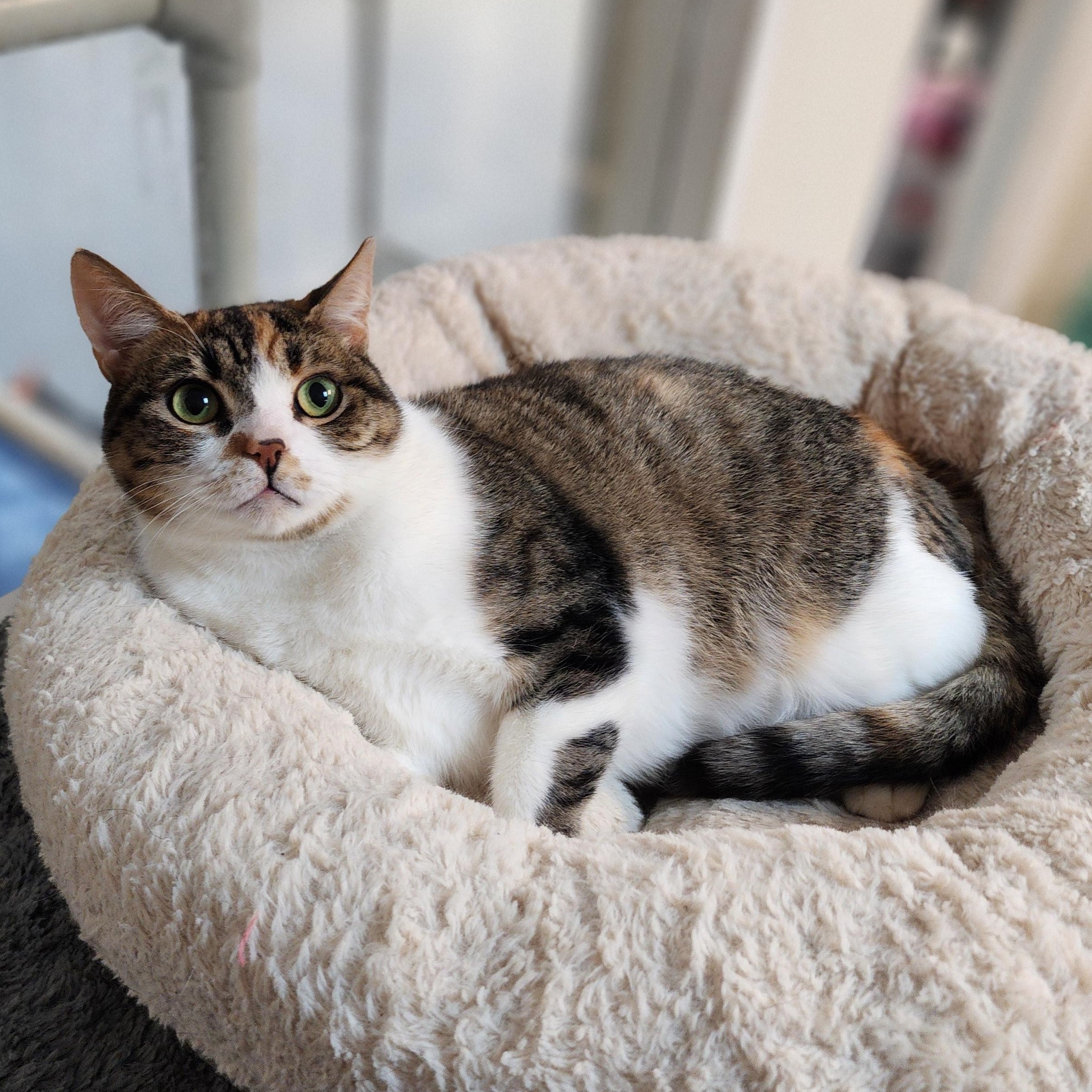 Enlarge Shelly, a Adoptable mixed breed in Greensboro, NC image 5/5