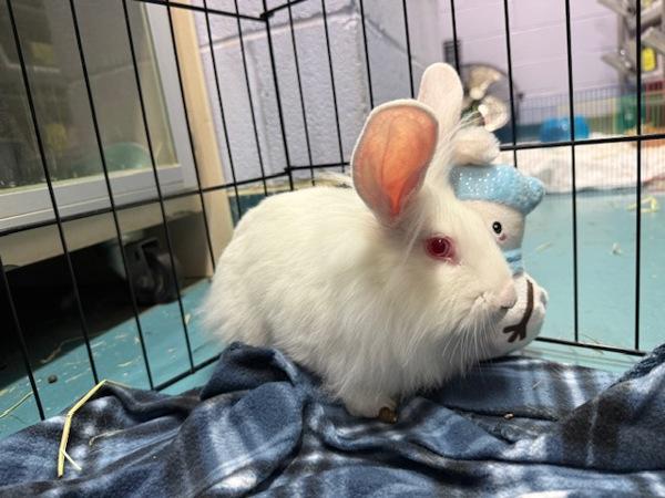 Twixiehop, Adoptable, Young Female Florida White.
