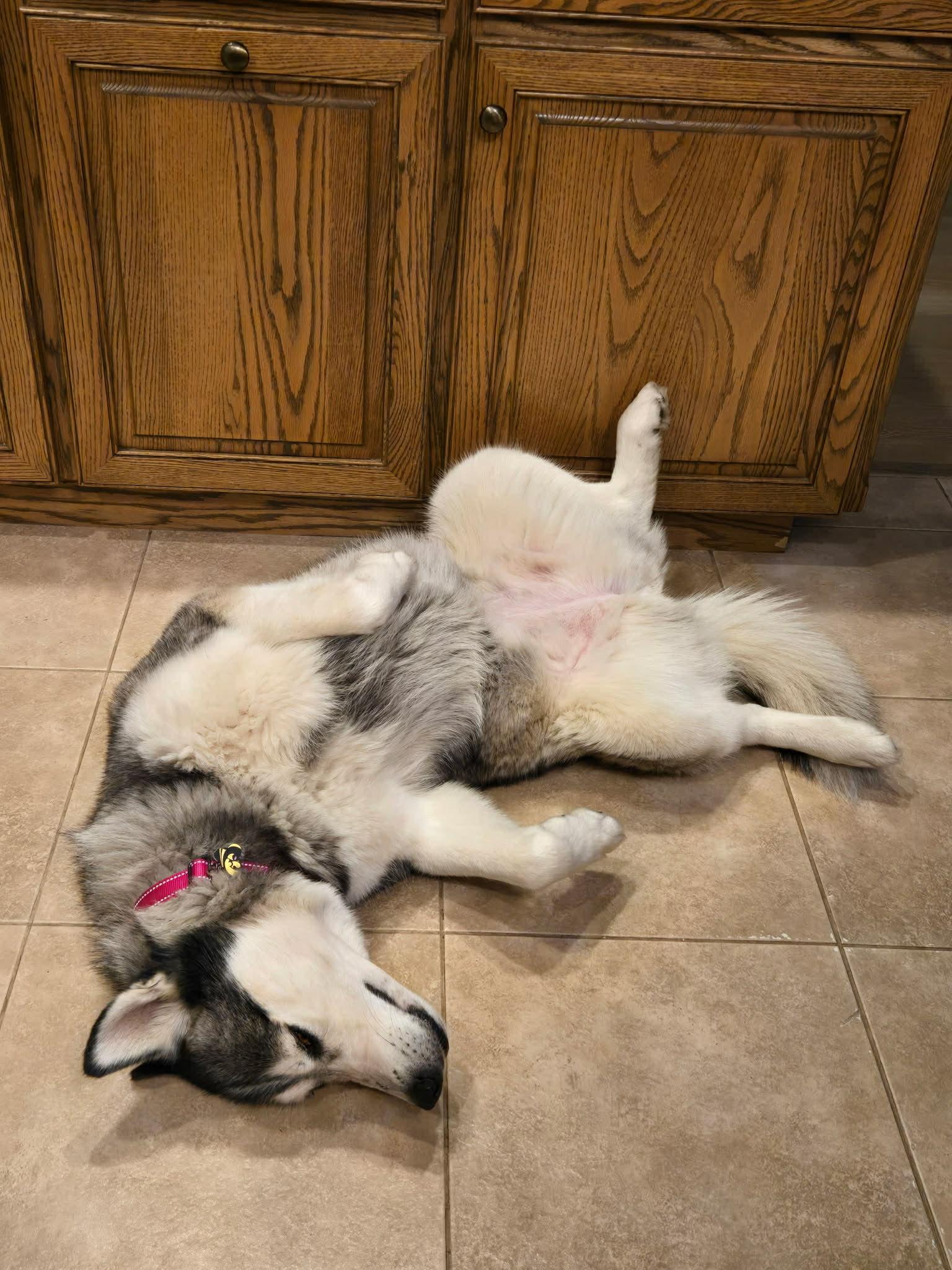 Enlarge Aisha, a ADOPTABLE Siberian Husky in La Motte, IA image 2/3