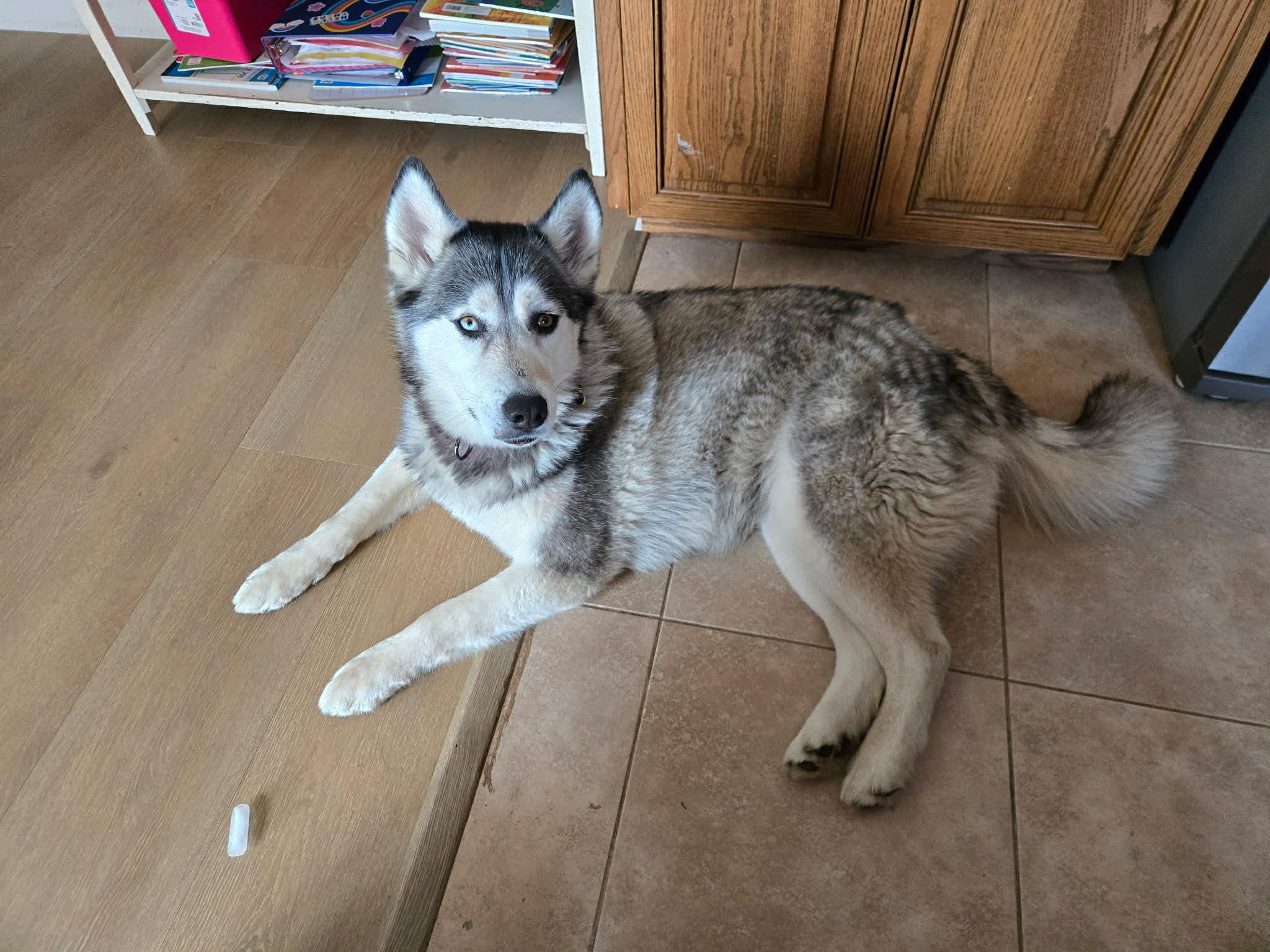 Enlarge Aisha, a ADOPTABLE Siberian Husky in La Motte, IA image 1/3
