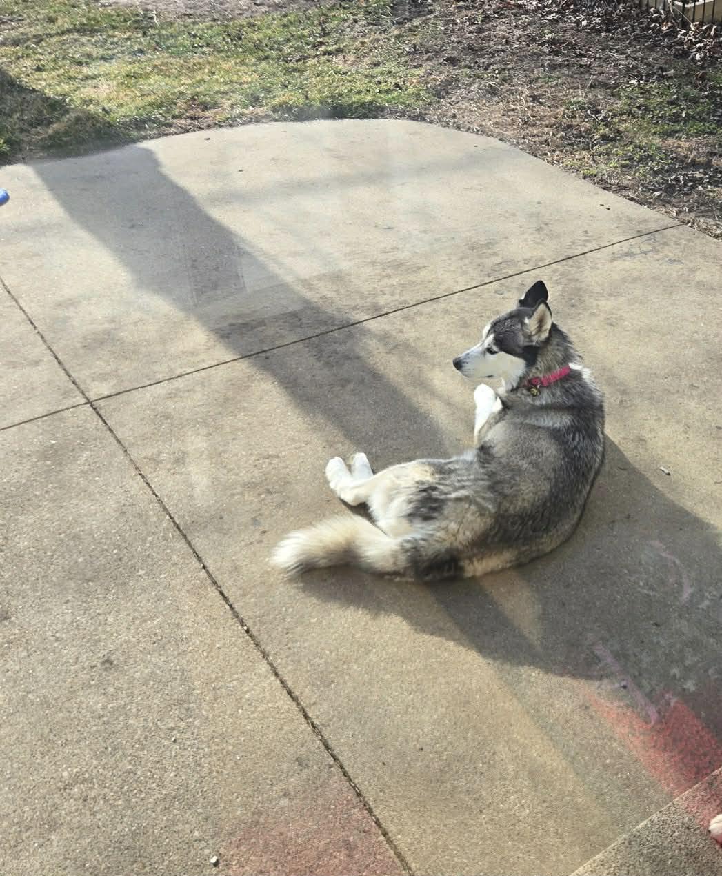 Enlarge Aisha, a ADOPTABLE Siberian Husky in La Motte, IA image 3/3