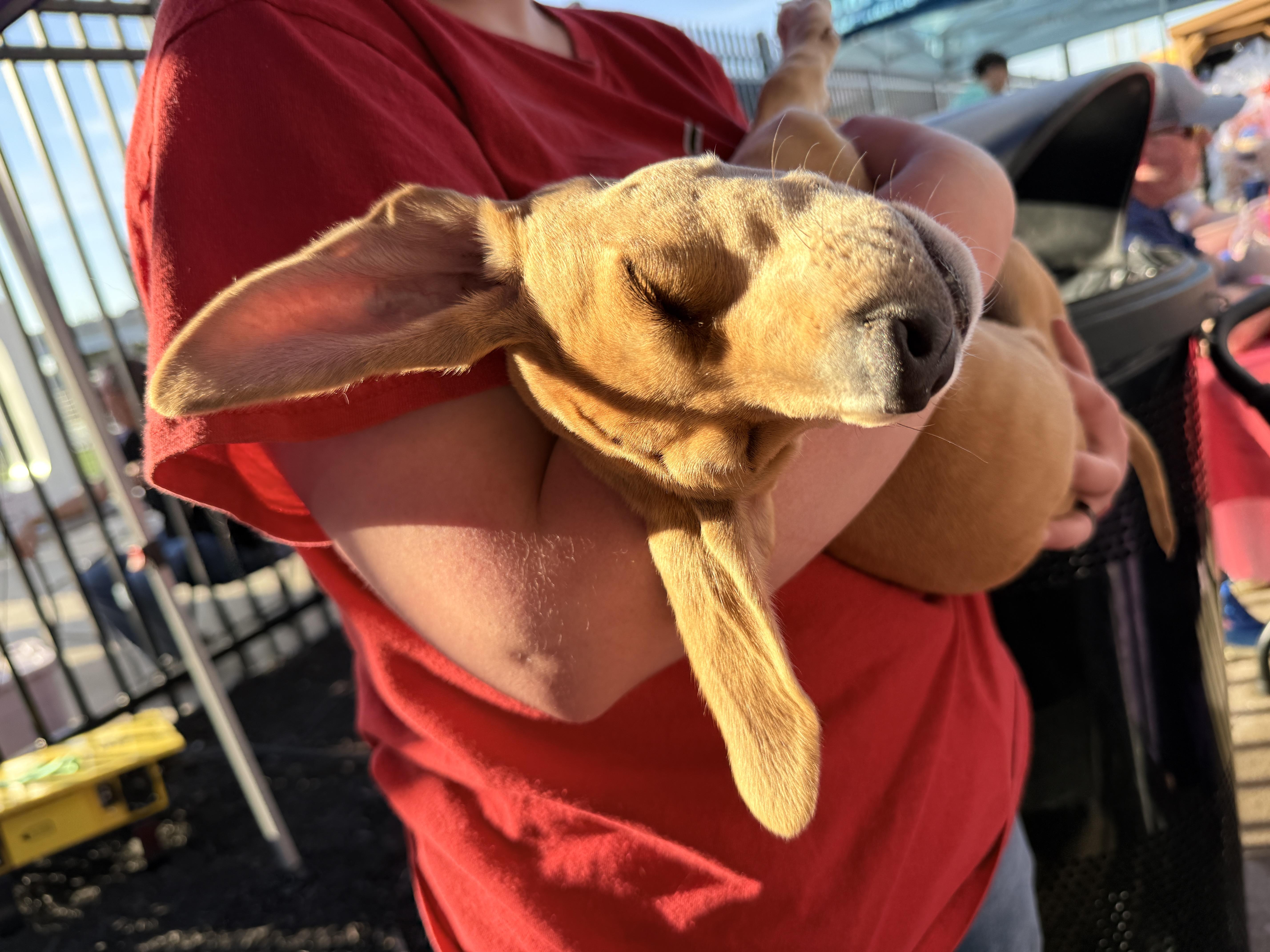 Andra, a Adoptable mixed breed in Louisville, KY image 1/2