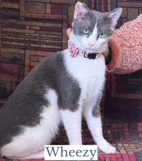 Wheezy, adopted, Senior Female Domestic Short Hair.