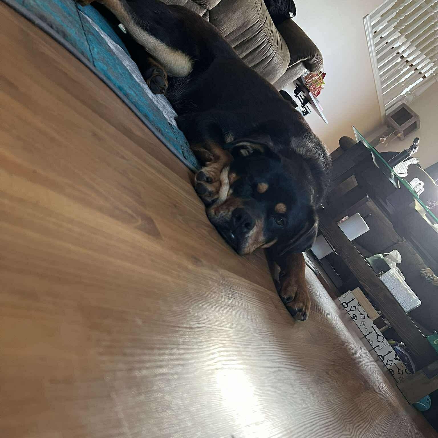 Enlarge Pablo, a ADOPTABLE Rottweiler in Edmonton, AB image 4/5