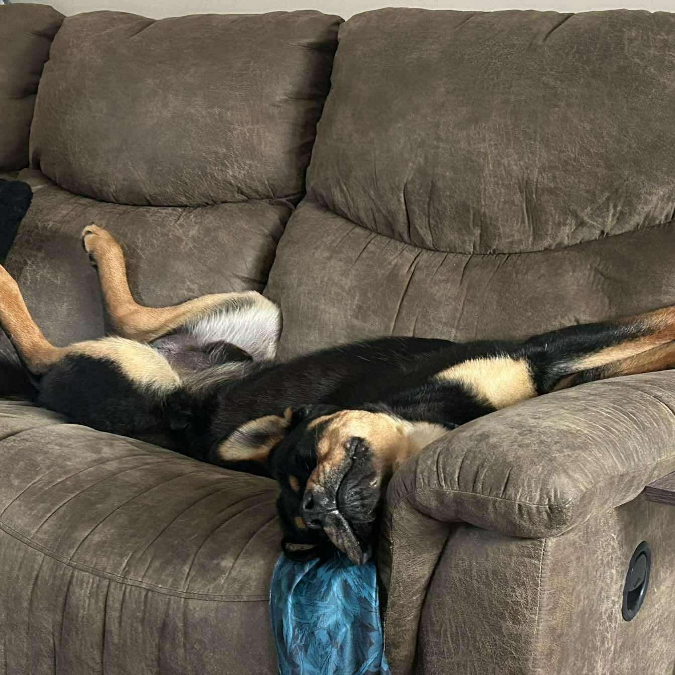 Enlarge Pablo, a ADOPTABLE Rottweiler in Edmonton, AB image 5/5