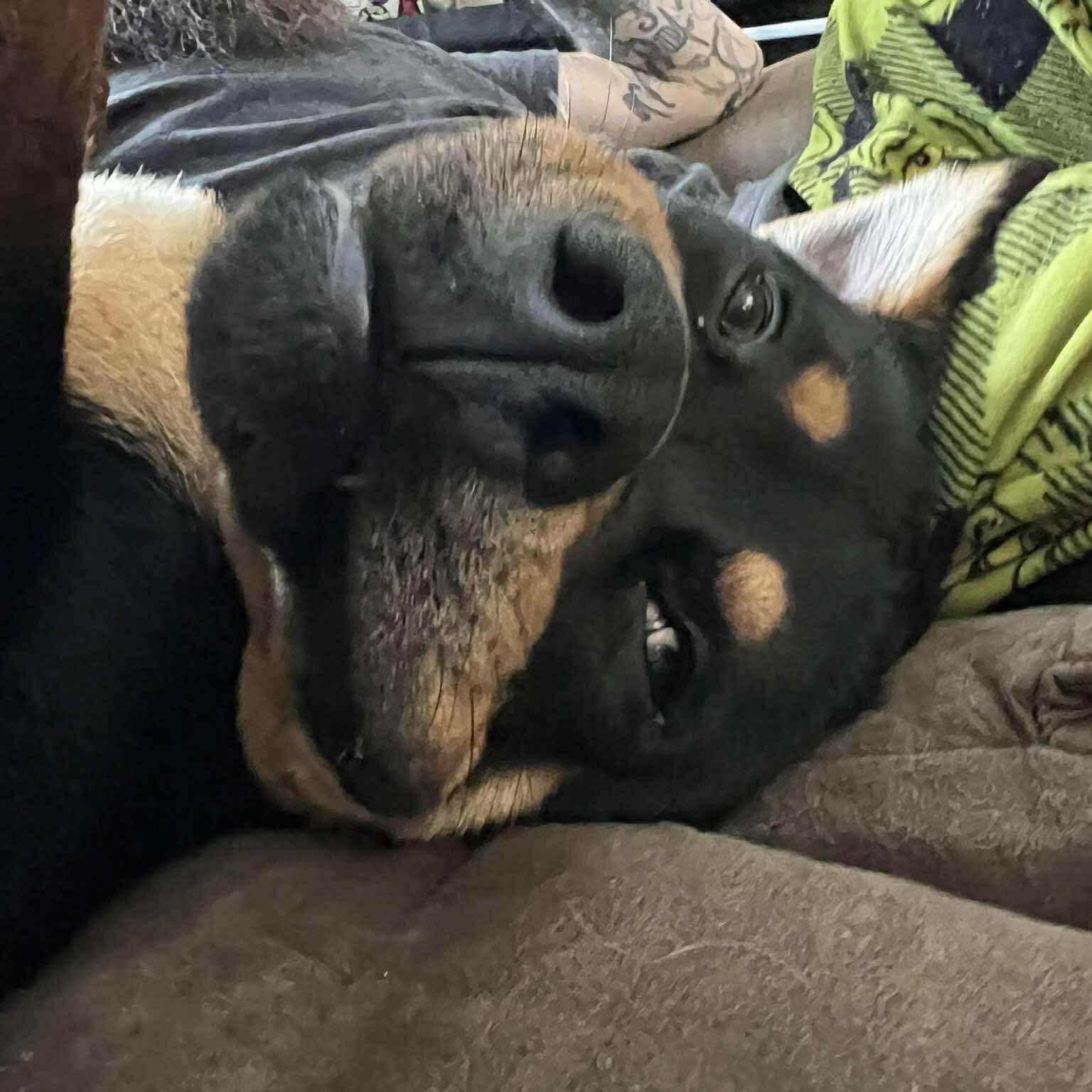 Pablo, ADOPTABLE, Puppy Male Rottweiler.