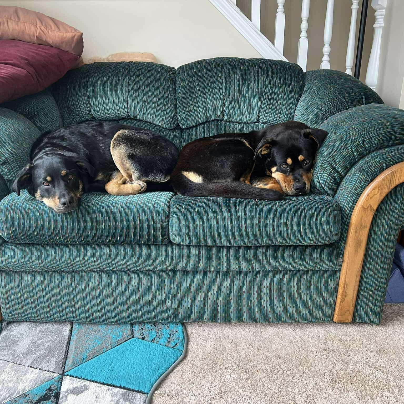 Enlarge Pablo, a ADOPTABLE Rottweiler in Edmonton, AB image 3/5