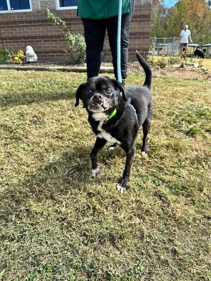 Charlie (CHI), Adoptable, Senior Male Rat Terrier & Chihuahua.