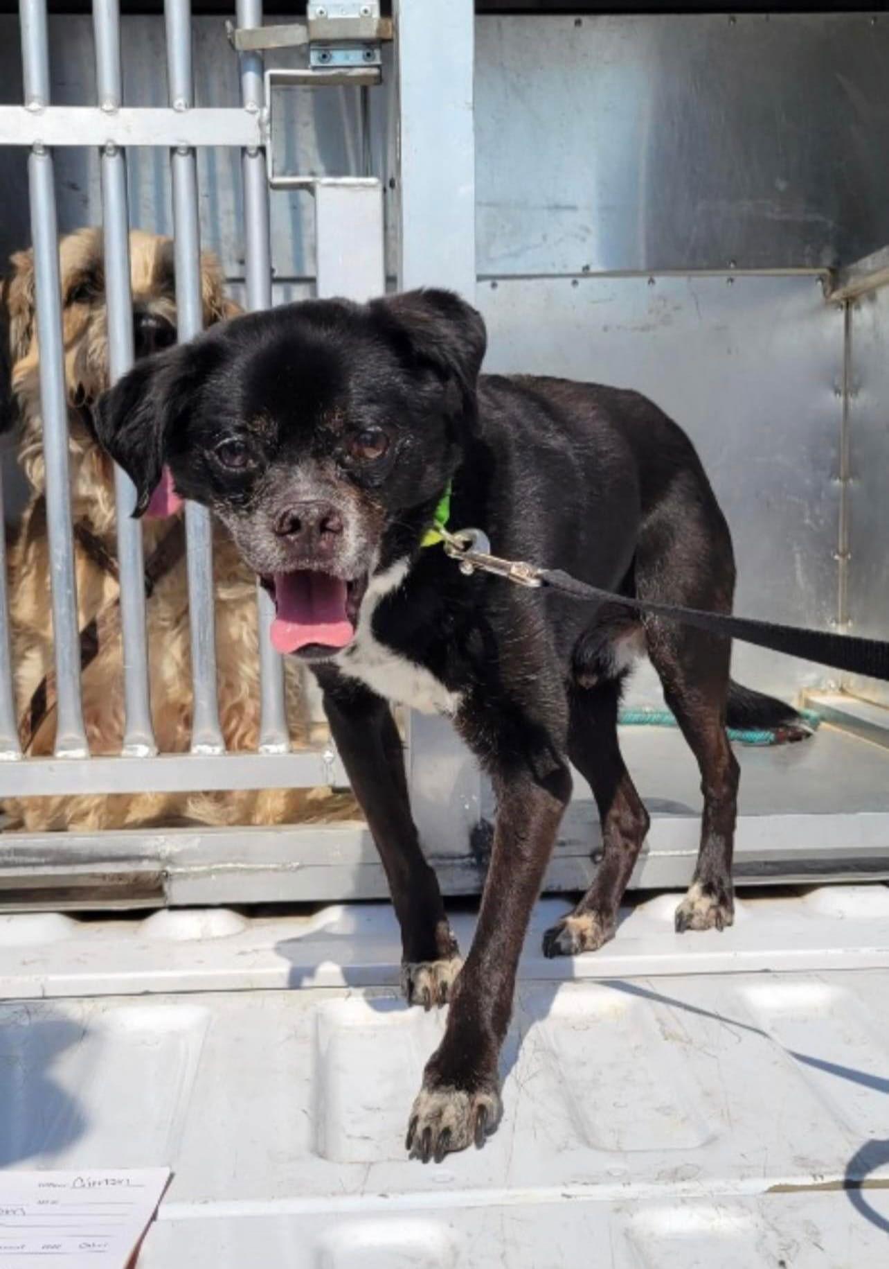 Enlarge Charlie (CHI), a Adoptable mixed breed in Columbus, IN image 2/2