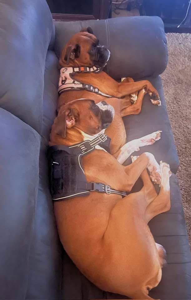 Enlarge Nala *Bonded to Eddie*, a Adoptable Boxer in Woodbury, MN image 1/3