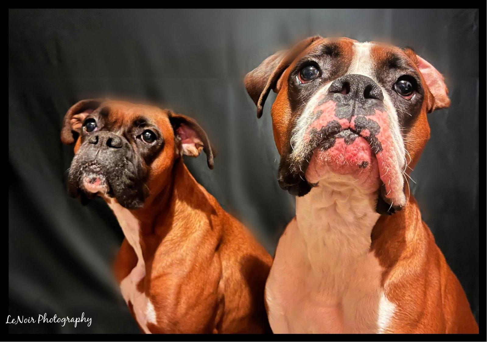 Enlarge Nala *Bonded to Eddie*, a Adoptable Boxer in Woodbury, MN image 2/3