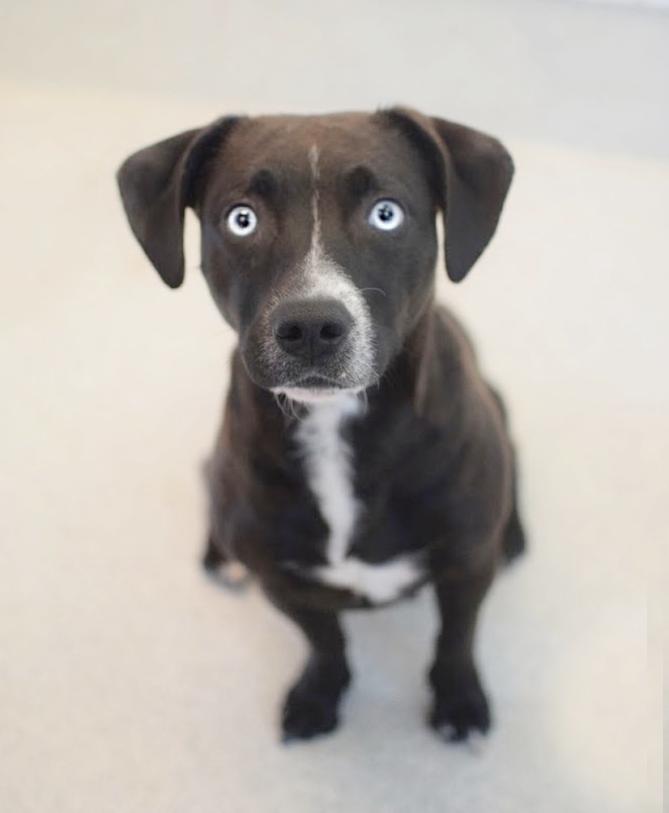 Enlarge Solstice, an adopted mixed breed in Pontiac, MI image 1/1