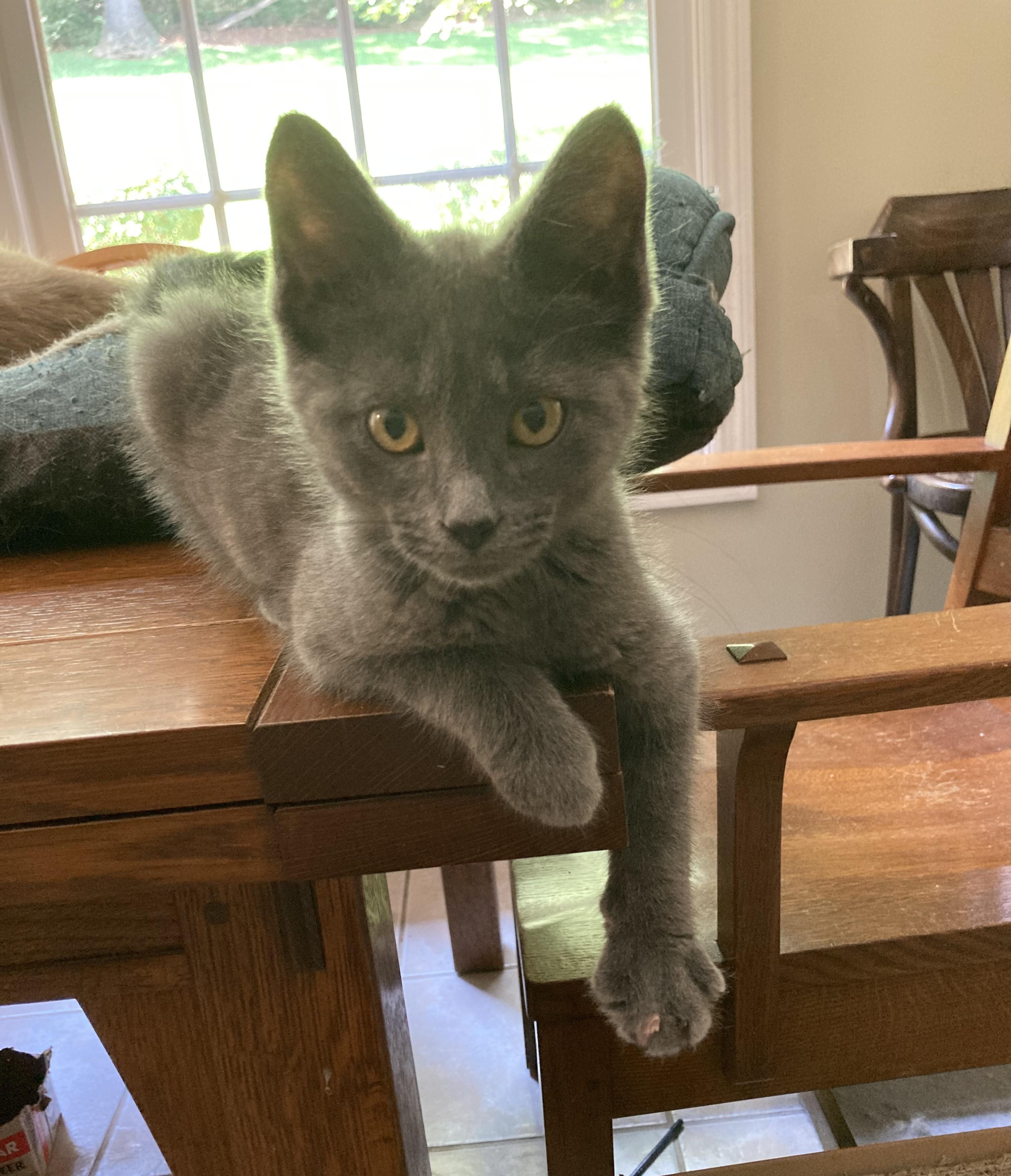 Ferrari, ADOPTABLE, Kitten Male Russian Blue.