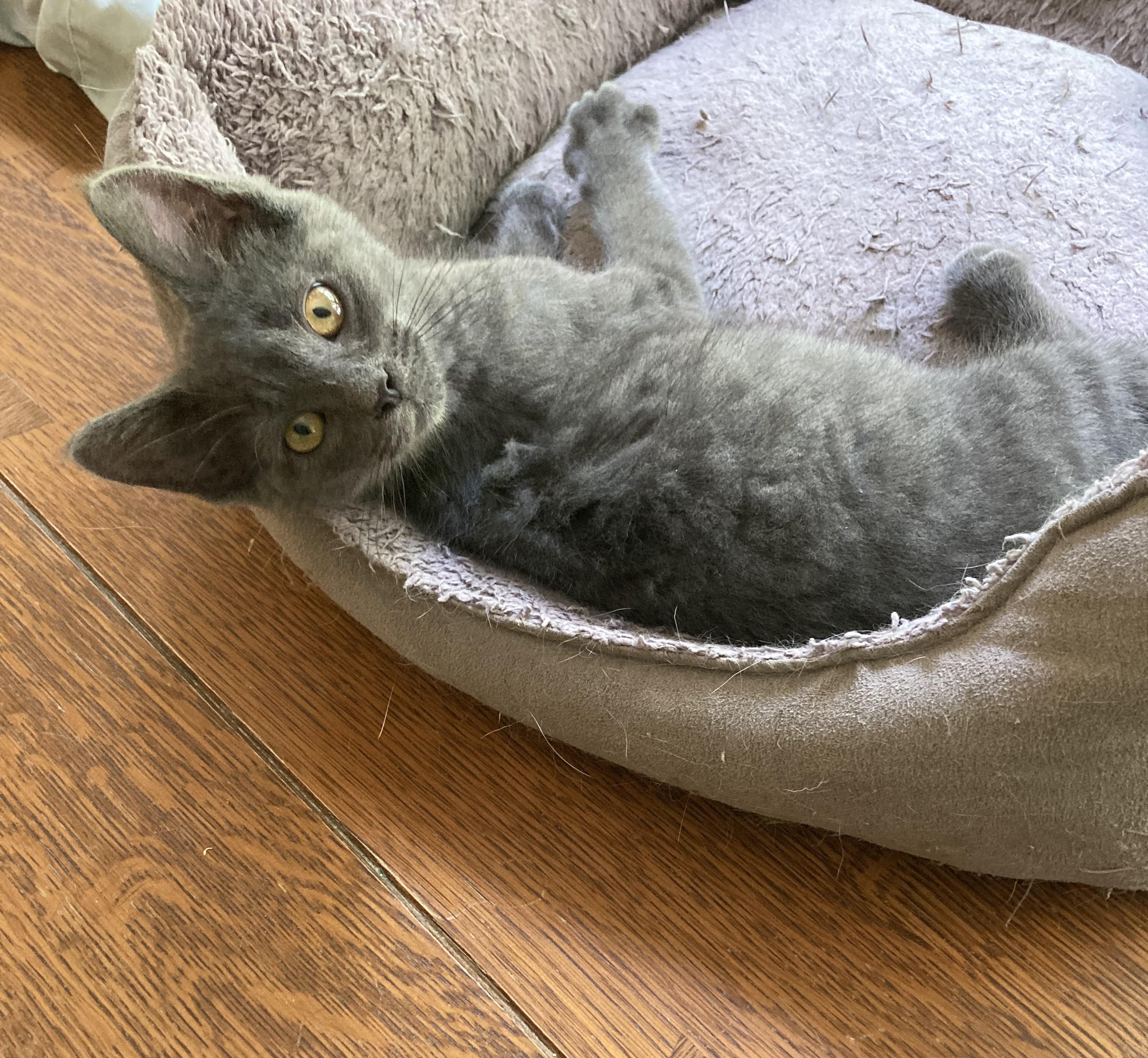 Enlarge Ferrari, a ADOPTABLE mixed breed in Knoxville, TN image 3/5