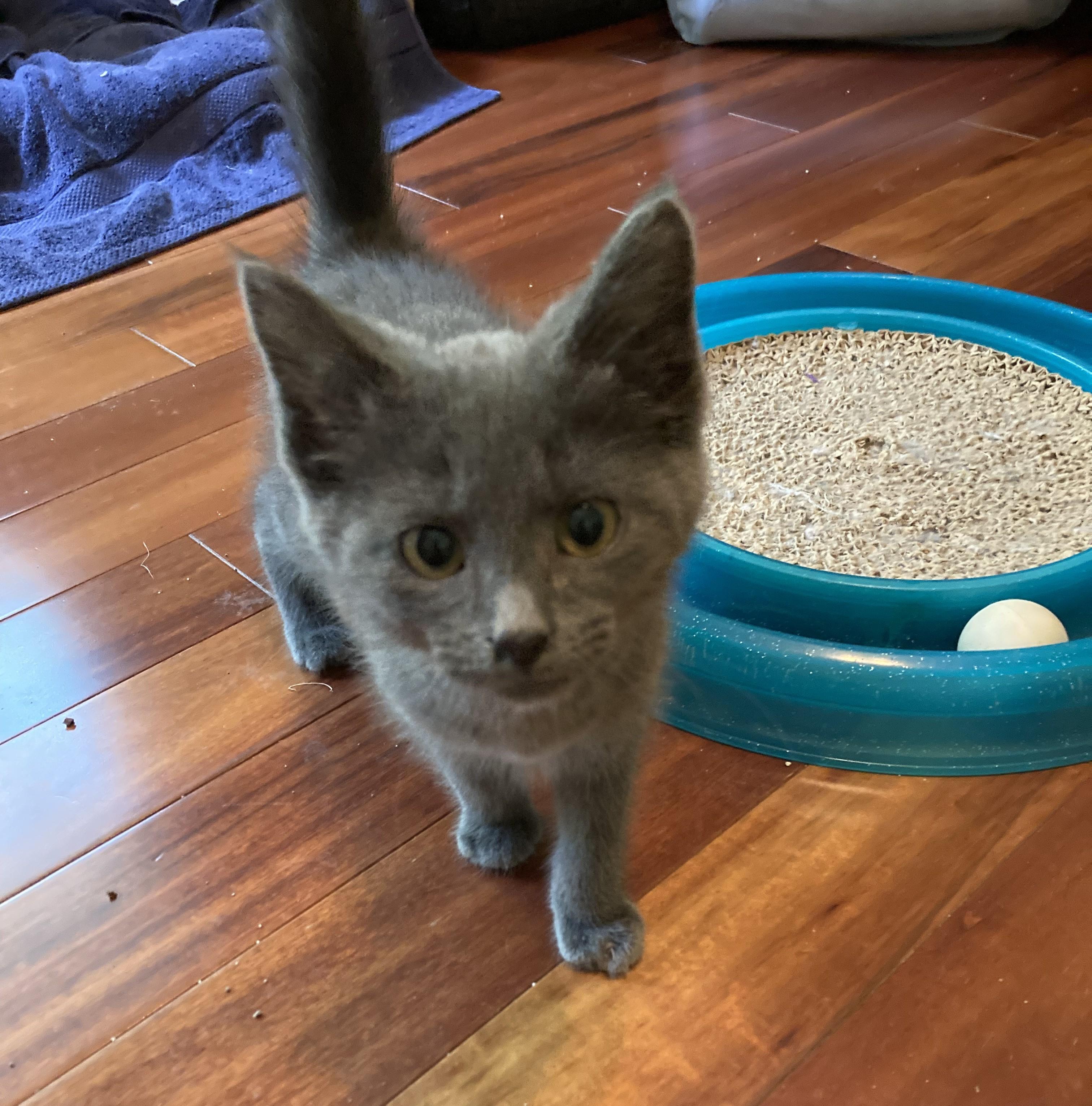 Ferrari, ADOPTABLE, Kitten Male Russian Blue.