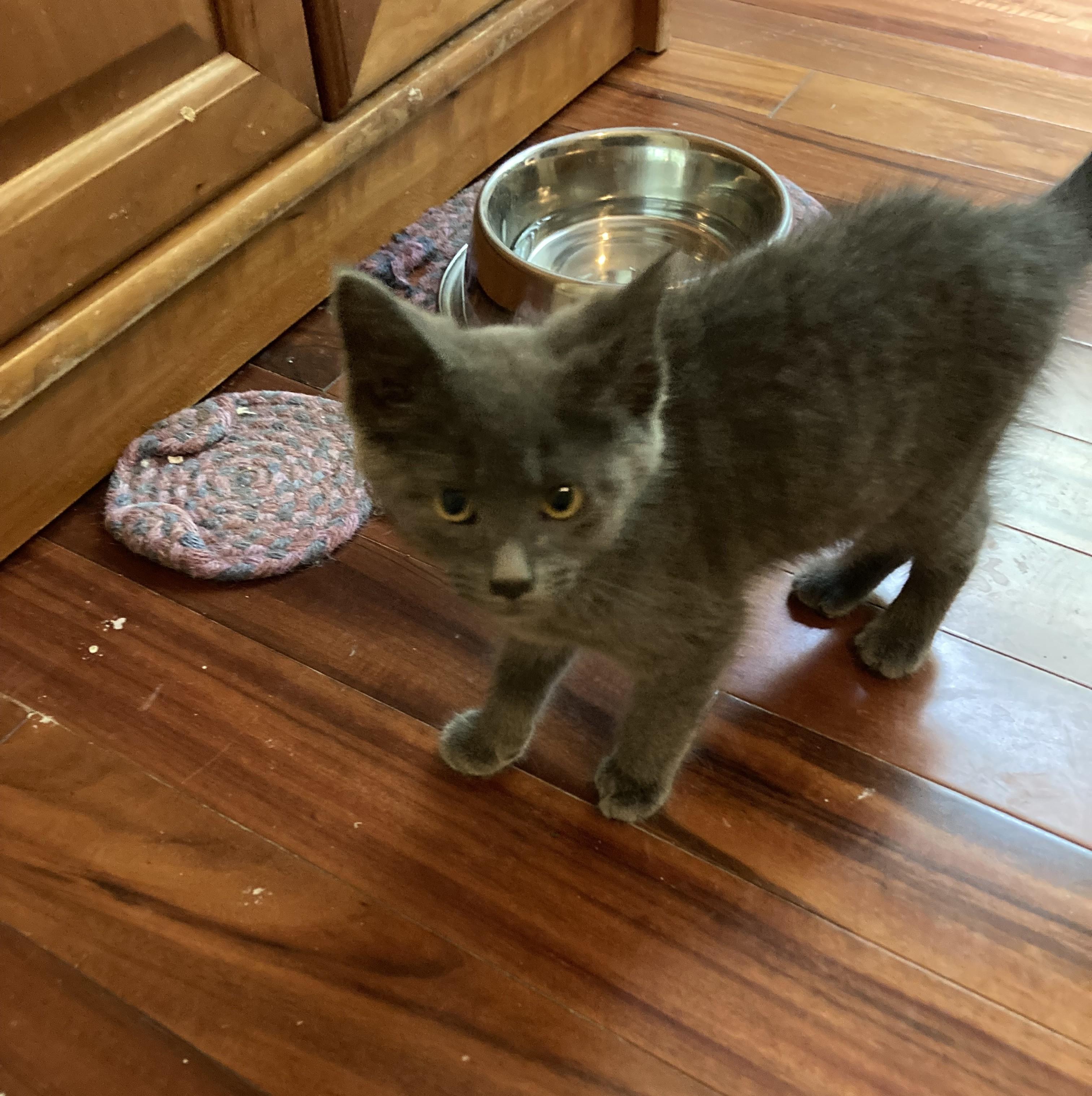 Ferrari, a ADOPTABLE mixed breed in Knoxville, TN image 2/2