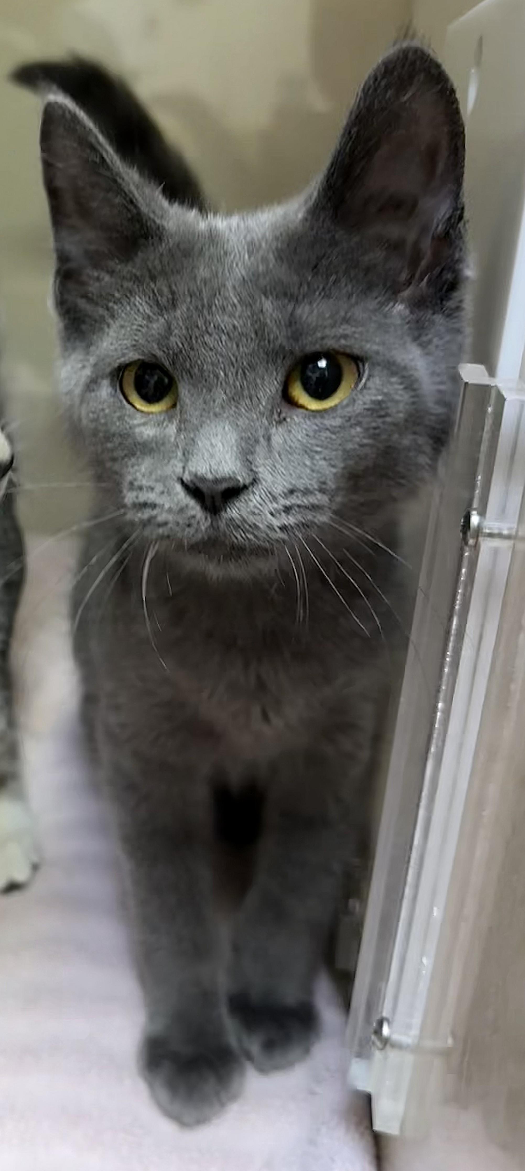 Enlarge Ferrari, a ADOPTABLE mixed breed in Knoxville, TN image 1/5