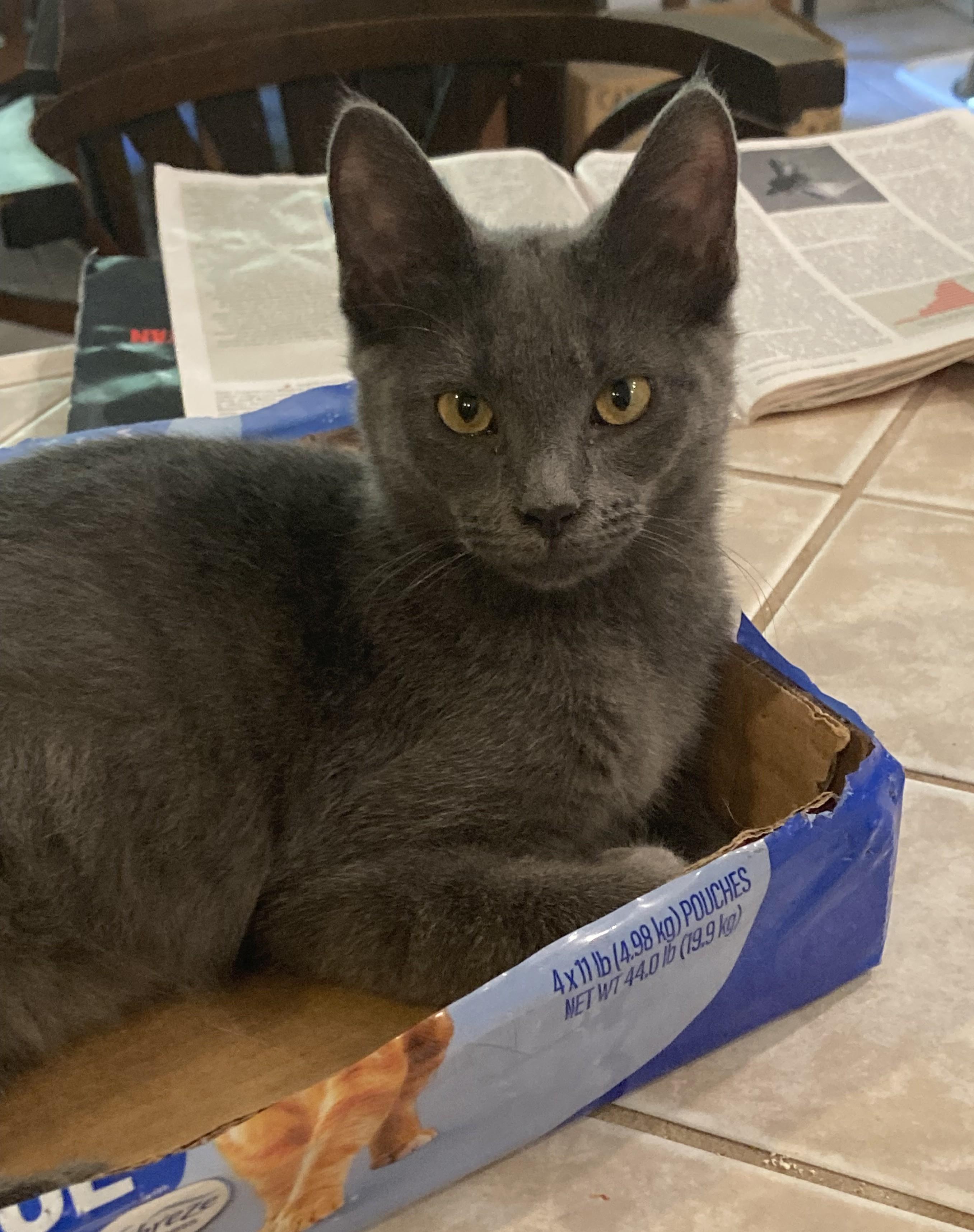 Ferrari, Adoptable, Kitten Male Russian Blue.