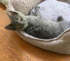 Enlarge Ferrari, a ADOPTABLE mixed breed in Knoxville, TN image 2/4